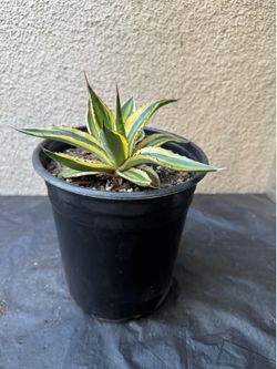Agave Plant/Maguey