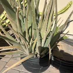 Aloe Plant Only. $10