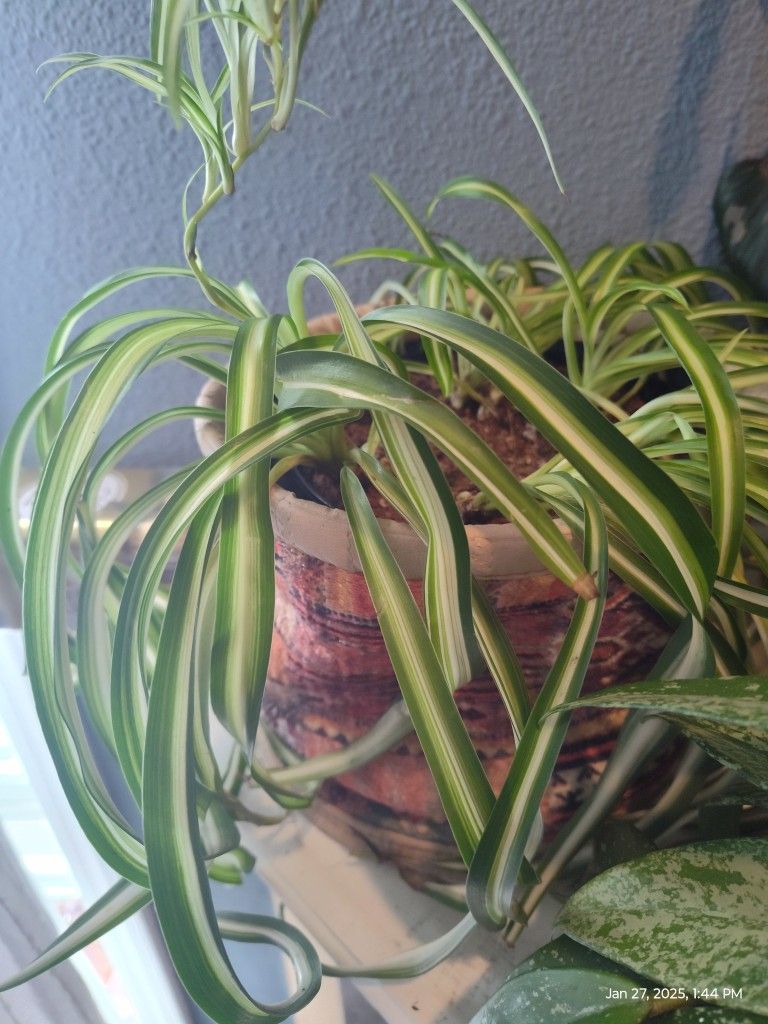 Chlorophytum comosum, Spider Plant.