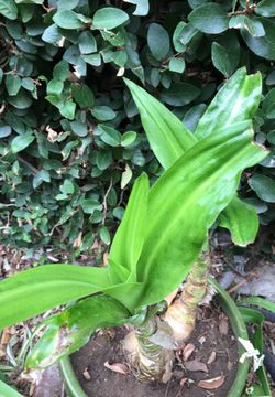 Lily decorative flowers white lily in pot