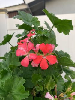 Geranium plan