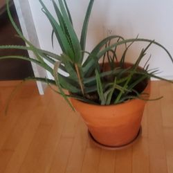 LARGE  Aloe Vera Plant w/2 smaller plants, Clay Pot