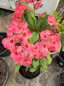 Crown of thorns