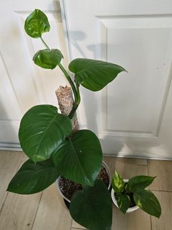 Hawaiian Pothos