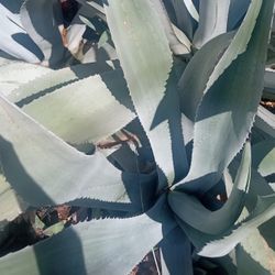 Agave Large