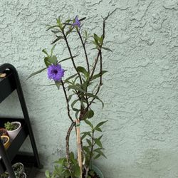 Plants Succulents Great Prices Different Prices 