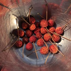 Dogwood Seeds 