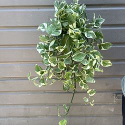 6” Enjoy Pothos