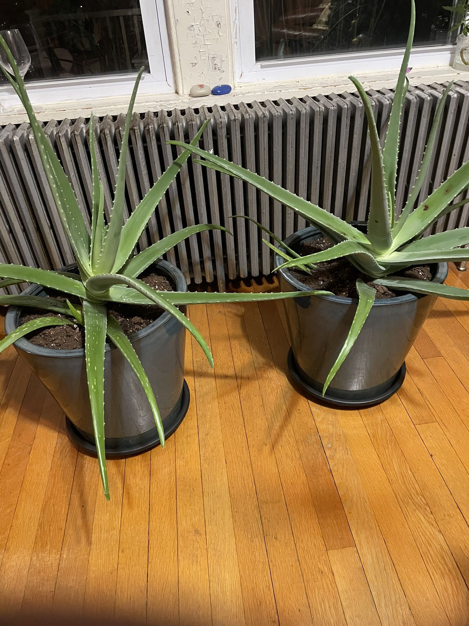 Two Very Large Aloe Plants In Nice Pots