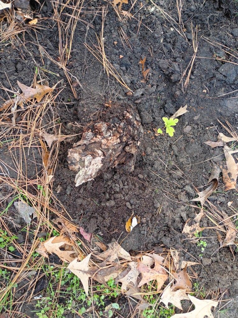 Free Sassafrass Roots, Little Tree And Large Tree