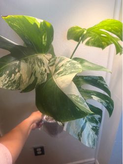 Monstera Albo