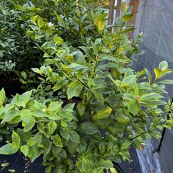 Yellow Lemon Tree With Flower (5-6 Ft Tall) 7 Galon Pot