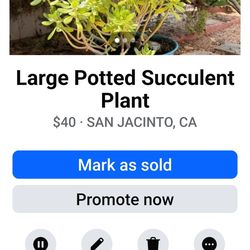 LARGE POTTED SUCCULENT PLANT