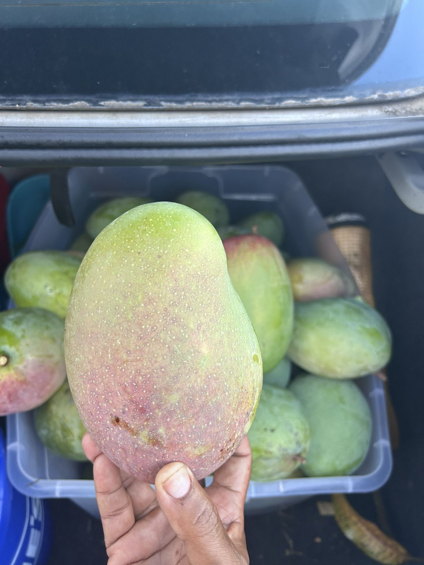 Sweet mangoes 3 For $5