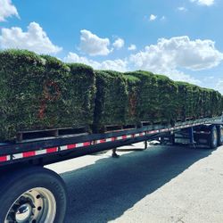 St Augustine / Bermuda / Zoysia (cheap Prices)