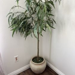 Decorative Plant