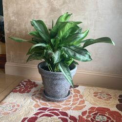 Aglaonema Silver Bay 