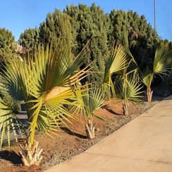 Sabal Palm
Sabal palmettoS
