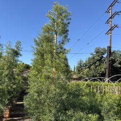 Podocarpus Gracilior Privacy Hedge 