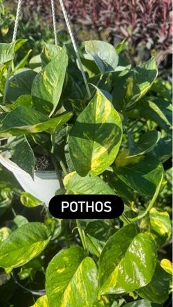 🌿 POTHOS