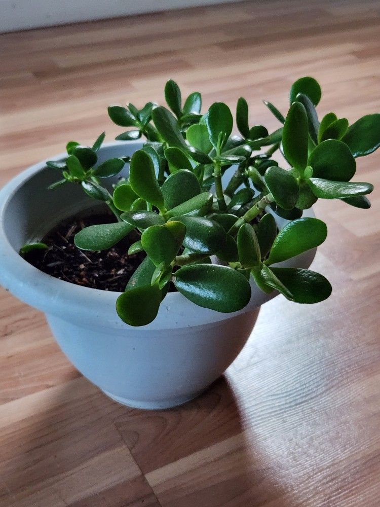 Jade Plant