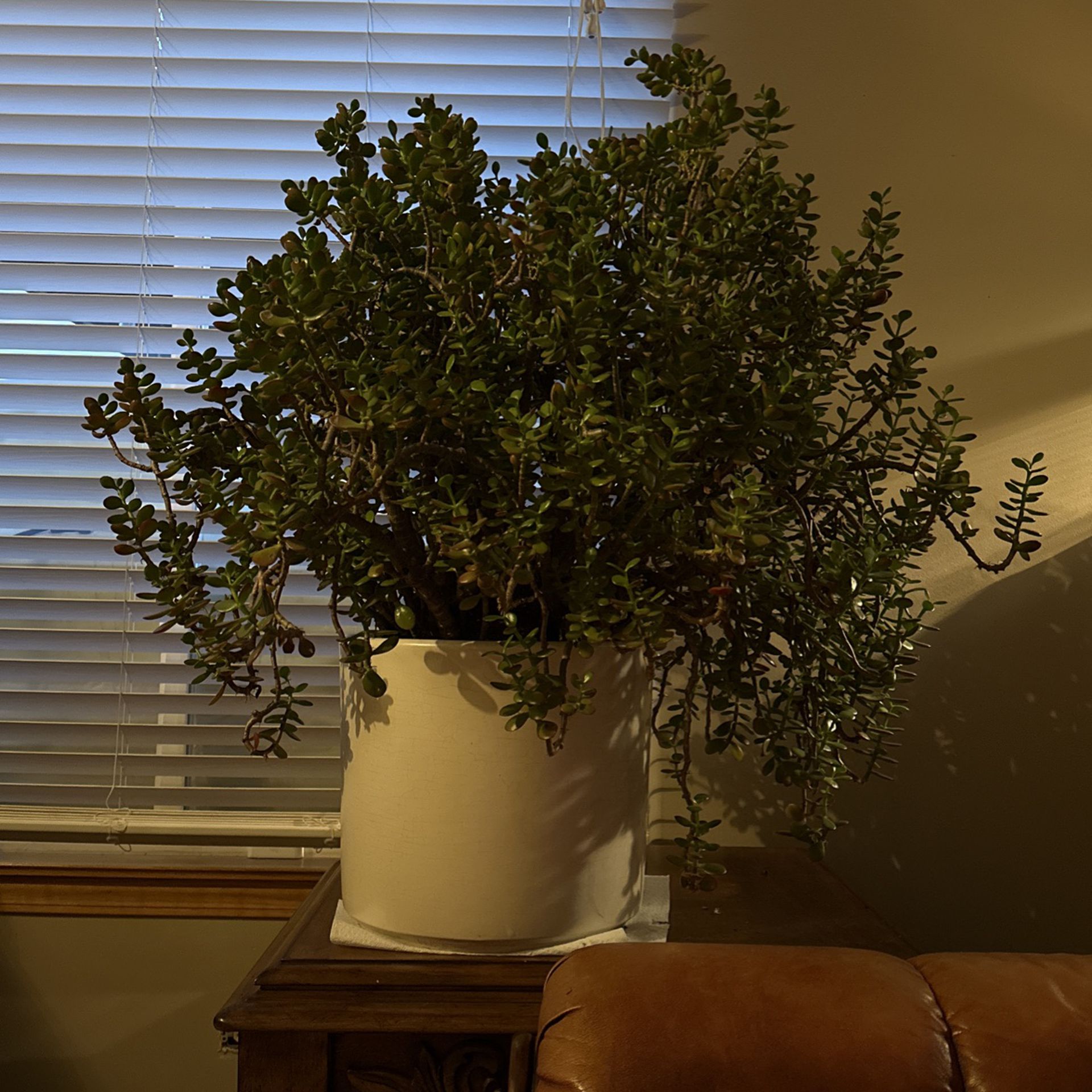 12 Year Old Jade Succulent Plant With Planter