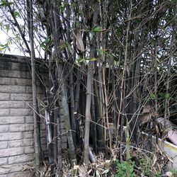Bamboo