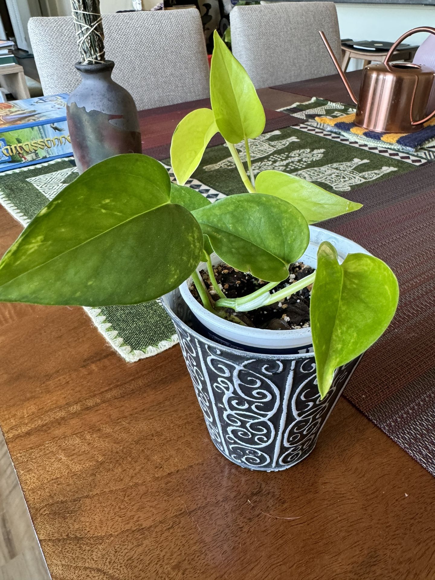 Pothos Houseplant