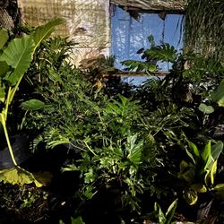 Tropical Plants we also have herbs vegetables, five types of pepper, plants, flowers, trees bushes, hedges, many different types of plants 