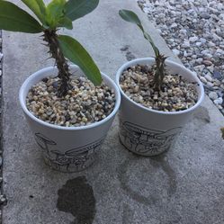 Coronas De Cristo. Flor Grande Blanca. En Macetas De Cerámica. $28 Each .