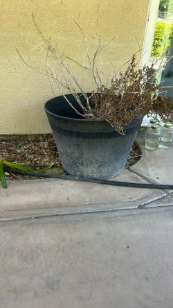 Pot