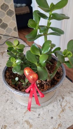 Mature large jade money tree plant succulent