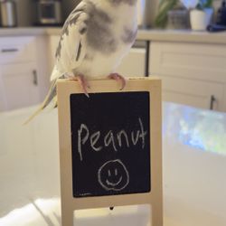 LOST COCKATIEL KENDALL AREA