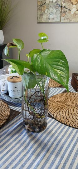 Pothos Plant Rooted in Water Vase