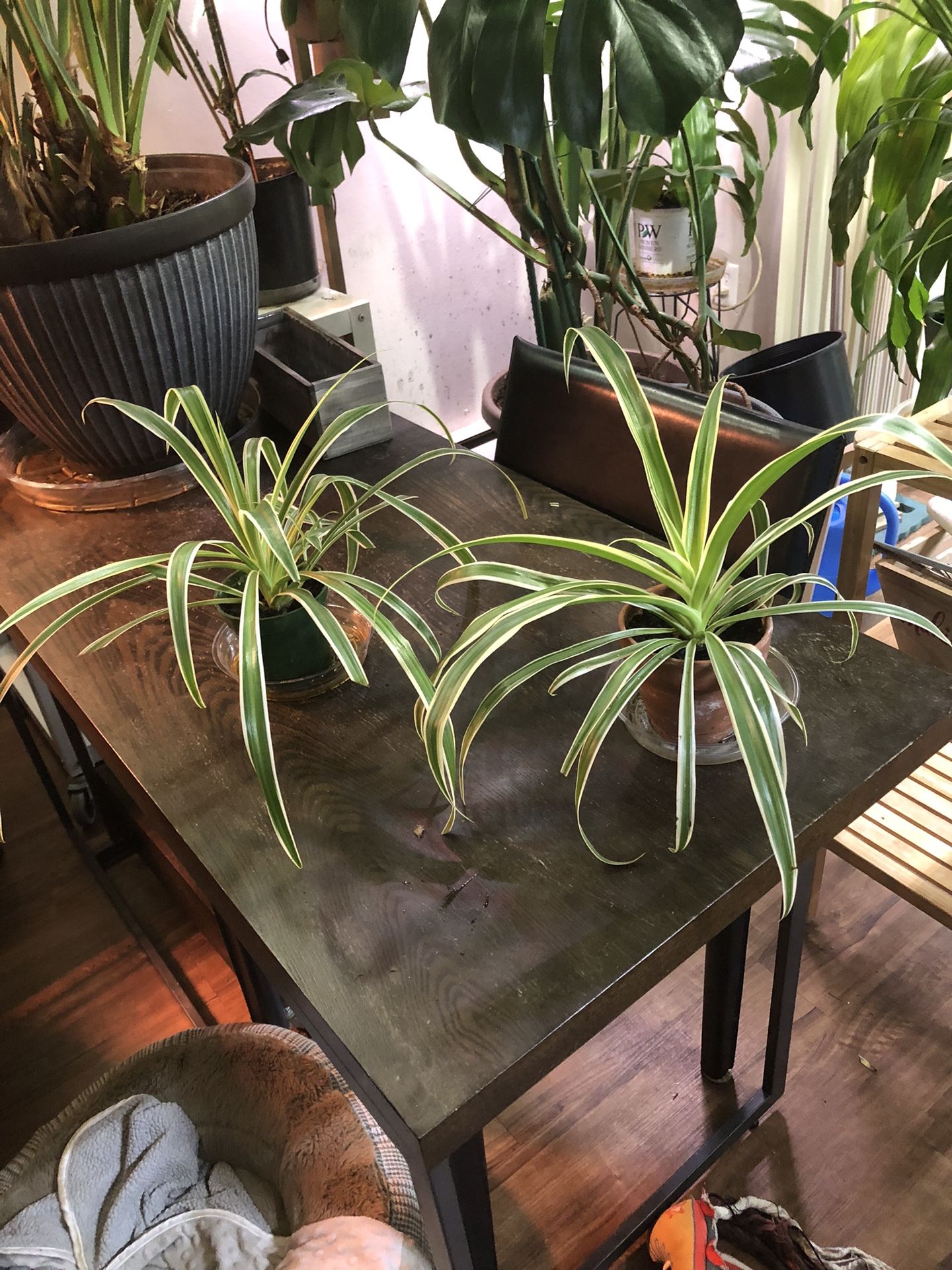 Two Spider Plants $10 Each