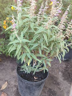 Salvia