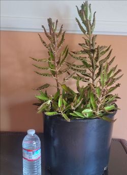 ORGANIC MOTHER OF THOUSANDS PLANT.