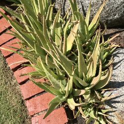 Aloe Plant Multiple Sizes 20 Plants Orange Flower Species