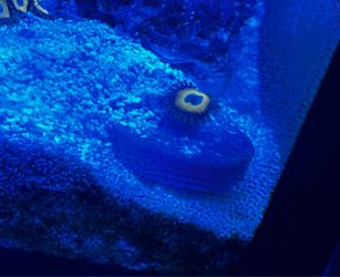 Zoanthid - yellow purple
