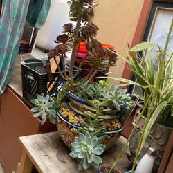 Succulent Arrangement