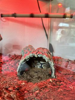 Ball Python 🐍. Snake Tank And All Accessories