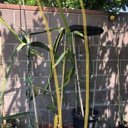 Physical Graffiti dragon fruit plant around 6ft