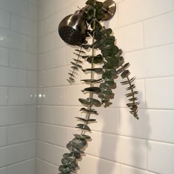 Eucalyptus 