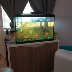25 Gallon Fish Tank Setup