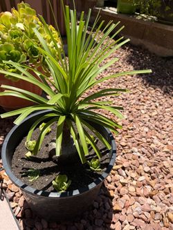 Pony tail Plant in Black Nursery Pot