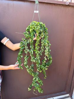 6” XL hindu rope hoya