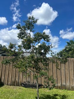 Simpson stopper tree 11 f