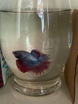 Peliadores , bettas