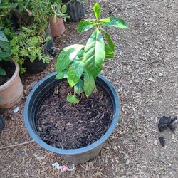 Café (Coffee Plant)