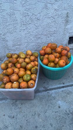 Ya Estan Listas Las Naranjas Agrias
